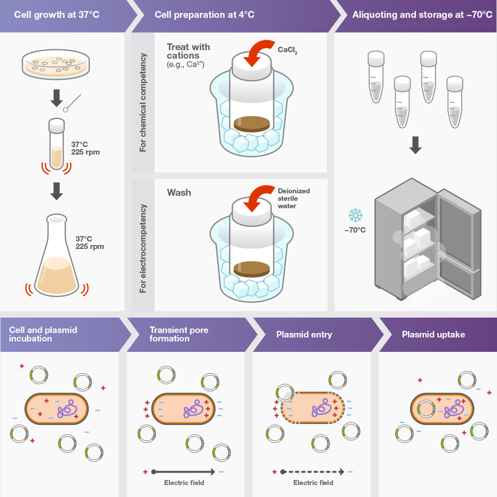 Thermo Fisher Scientific - Oh So Graphic